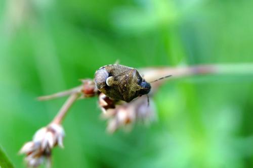 Réf. 206 557 : Rubiconia intermedia